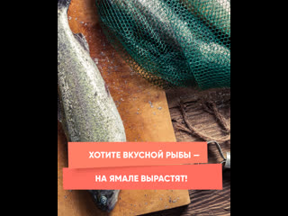 if you want tasty fish, they will grow it in yamal