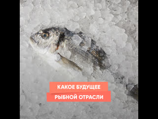 what is the future of the russian fishing industry?