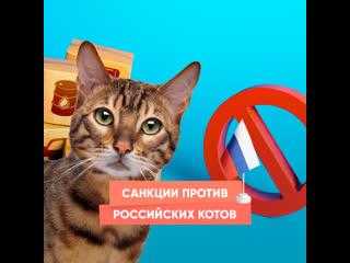 sanctions against russian cats