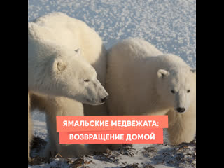 yamal bear cubs: homecoming