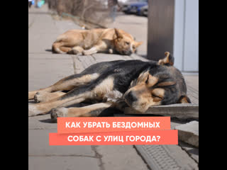 how to remove stray dogs from city streets?