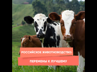 russian animal husbandry: changes for the better