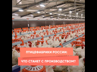 poultry farms in russia: what will happen to production?