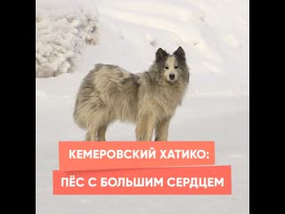 kemerovo hachiko: a dog with a big heart