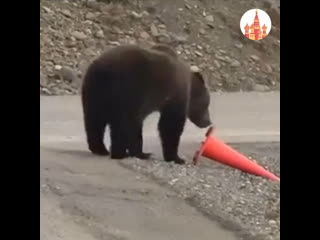 decent bear