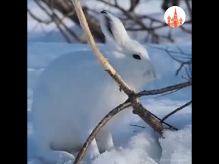 white hare at the meal