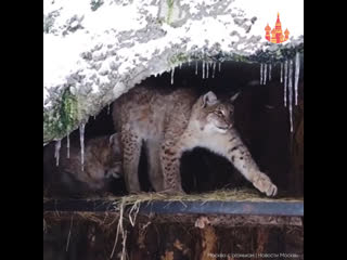 lynxes from the moscow zoo enjoy winter