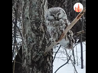 owl from the kamchatka reserve