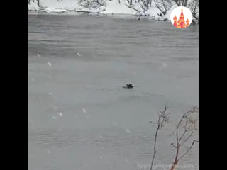 a bear from the kronotsky reserve catches fish