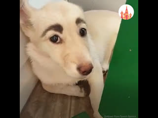 a mongrel with glamorous eyebrows conquers social networks