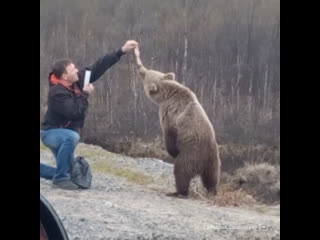 feed the bear for the sake of lai kov