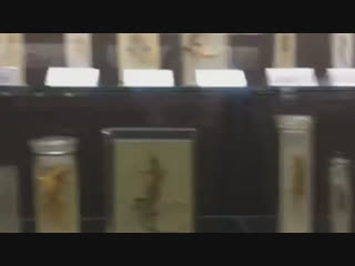 live broadcast from the zoological museum of moscow state university